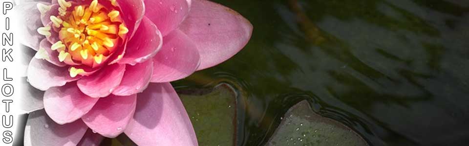 Click the image to see our Pink Lotus products available in Canada. Here is a picture of a pink lotus flower.